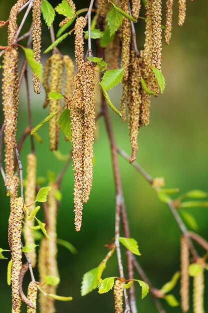 Orecchini di betulla all'aperto Primo piano degli amenti di betulla di primavera Sfondo naturale