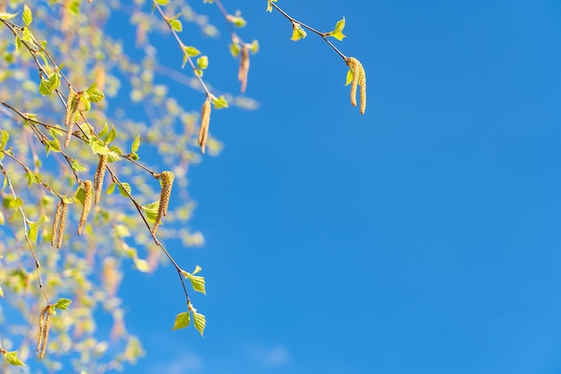 Orecchini di betulla su uno sfondo di cielo azzurro in primavera. Messa a fuoco selettiva