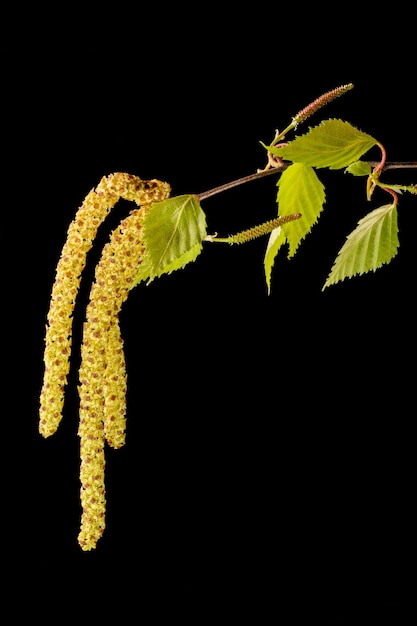 Orecchini di ontano primaverile su una fotografia macro closeup sfondo nero