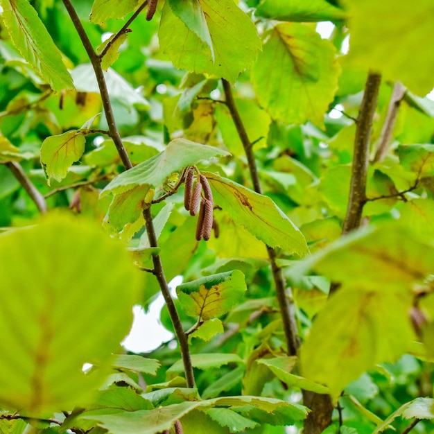 Orecchini nocciola su sfondo di foglie verdi