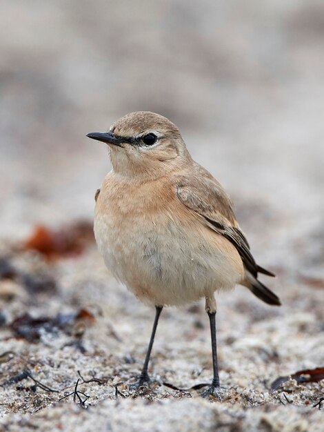 Orecchino isabellino (Oenanthe isabellina)