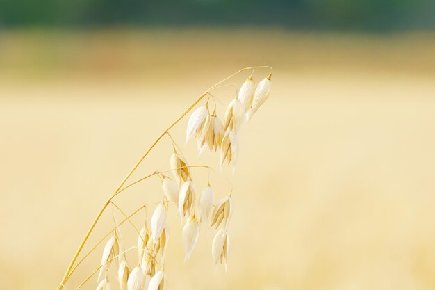 orecchio d'avena maturo da vicino