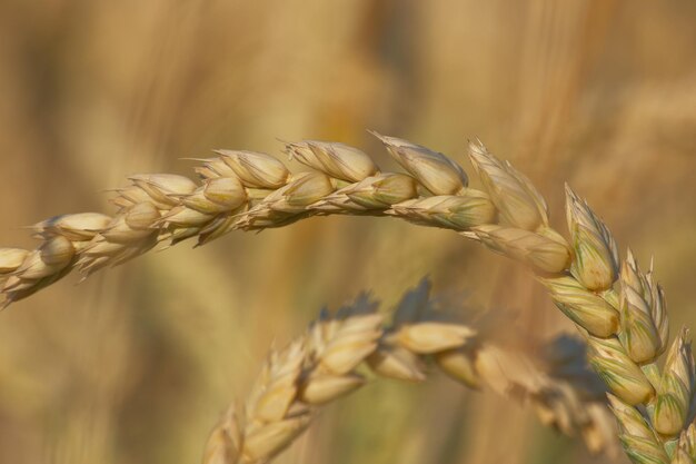 orecchio di grano da vicino