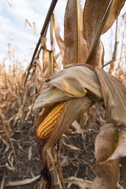 Orecchio di mais maturo nel campo di mais agricolo coltivato pronto per il raccolto. Mais giallo.