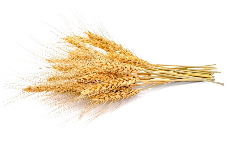 Orecchio di orzo su bianco