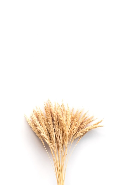 Orecchio di riso su uno sfondo bianco