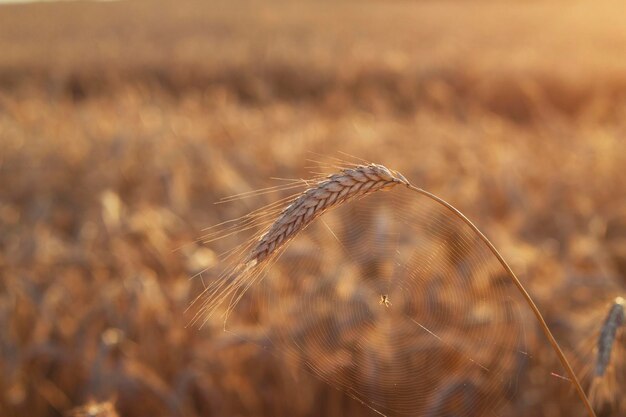 Orecchio di segale con ragnatela e ragno nel campo