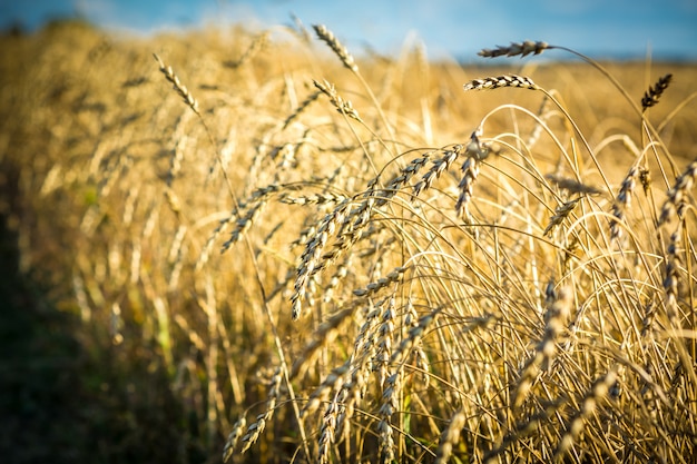 Orecchio giallo che cresce in un campo