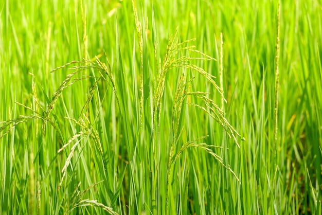 Orecchio verde di riso in risaia