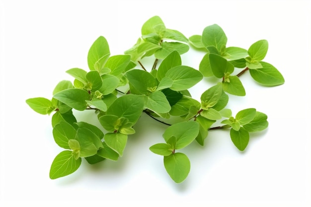 Oregano organico lascia delizie verdi fresche isolate su uno sfondo bianco AI generativa