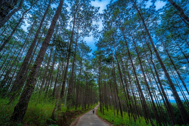 orest green sulla montagna sul sentiero natura a Doi Bo Luang Forest Park, Chiang Mai