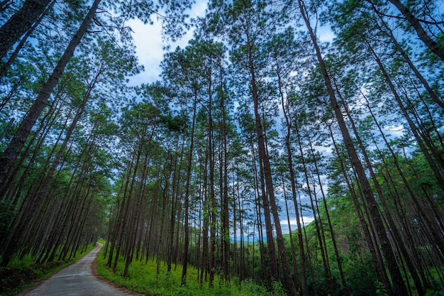 orest green sulla montagna sul sentiero natura a Doi Bo Luang Forest Park, Chiang Mai