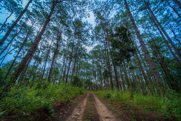 orest green sulla montagna sul sentiero natura a Doi Bo Luang Forest Park, Chiang Mai