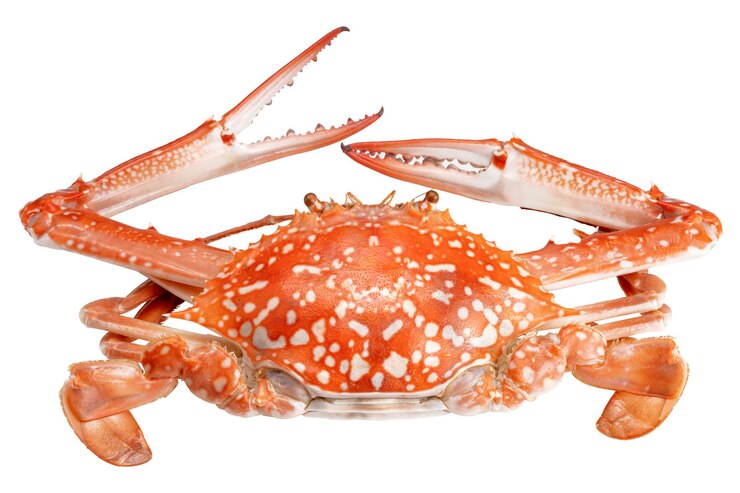 Organici al vapore granchio blu famoso pesce isolato su sfondo bianco percorso di clipping
