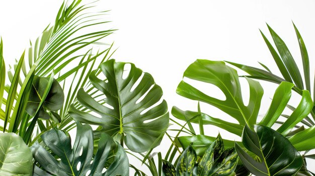 Organizzazione di giardini interni di piante tropicali lussureggianti con foglie verdi su uno sfondo bianco