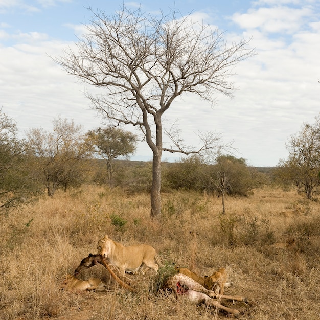 Orgoglio del leone che mangia una giraffa