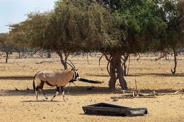 Orice arabo o orice bianco (leucoryx Oryx) in riserva