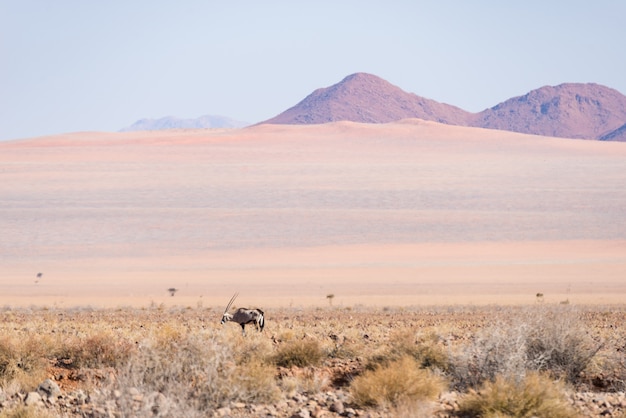Orice che pasce nel deserto di Namib, parco nazionale di Namib Naukluft, Namibia, Africa