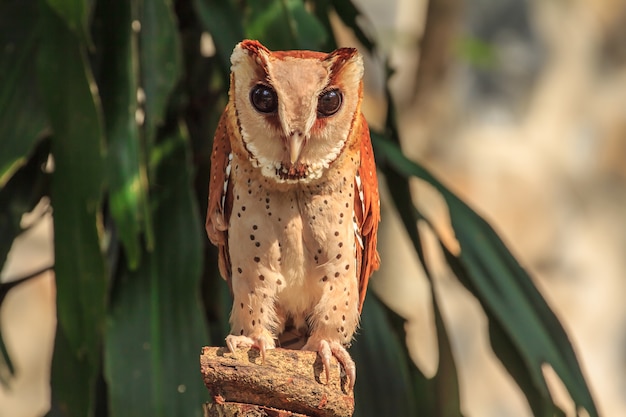 Oriental Bay Owl nello zoo.