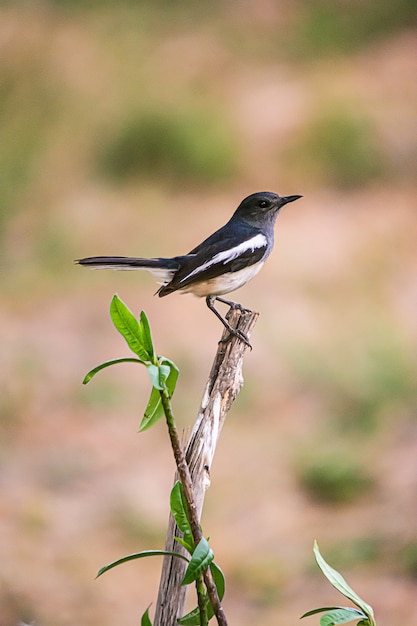 Oriental Magpie Robin Il bellissimo uccello