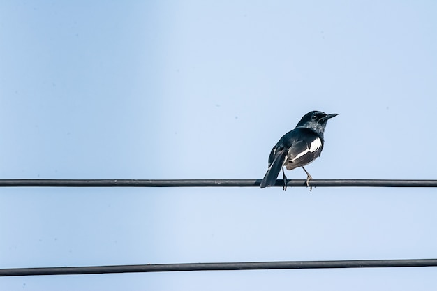 Oriental Magpie Robin Il bellissimo uccello