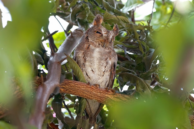 Oriental Scops-Owl Otus sunia Bellissimi uccelli della Thailandia