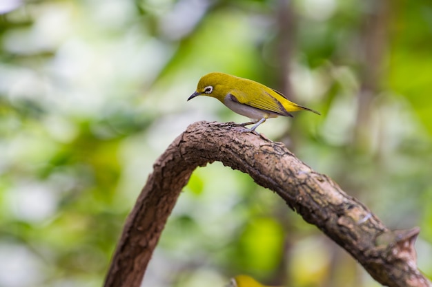 Oriental White-Eye Bird, in piedi su un ramo