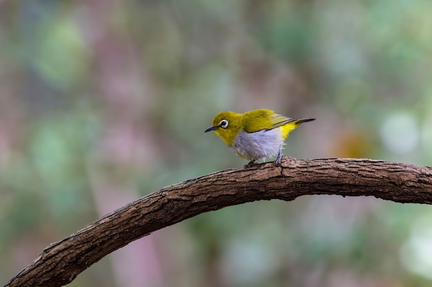 Oriental White-Eye Bird, in piedi su un ramo