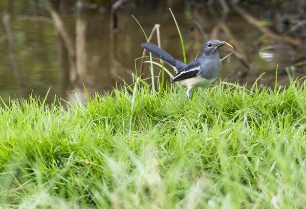 Orientale femmina gazza-robin con preda appollaiate sulle erbe , Thailandia