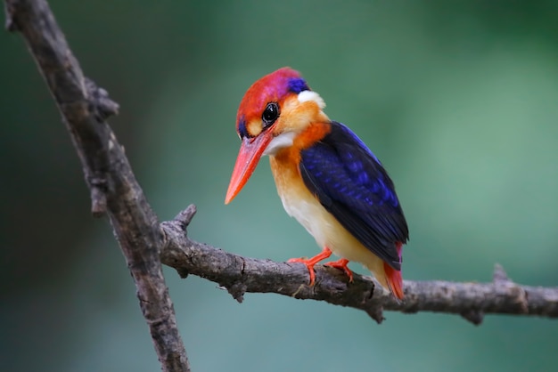 Orientale Martin pescatore nano Ceyx erithaca Cute Birds of Thailand