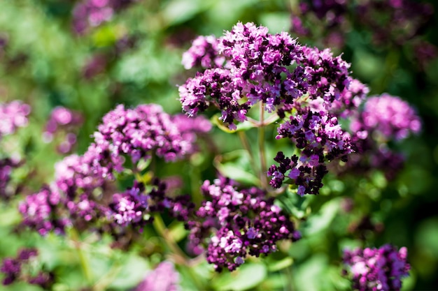 Origano di erbe e fiori freschi nel giardino