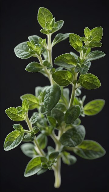 Origano su uno sfondo nero isolato