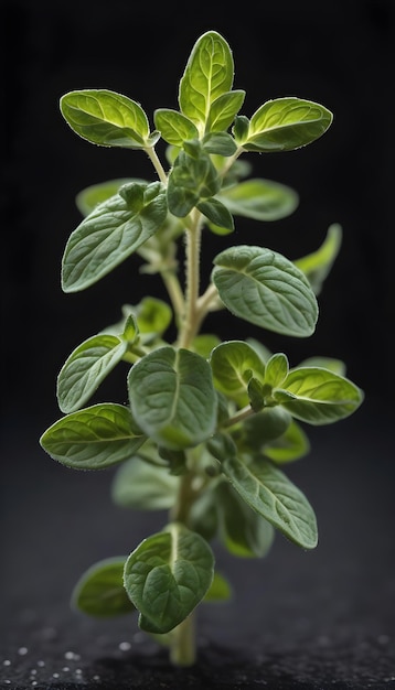 Origano su uno sfondo nero isolato