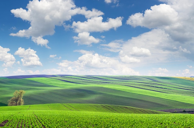 Originale vista panoramica sui campi in belle colline ondulate e striate di grandi dimensioni