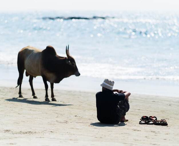 Orizzontale uomo vivido e mucca sullo sfondo del paesaggio dell'orizzonte dell'oceano della spiaggia indiana