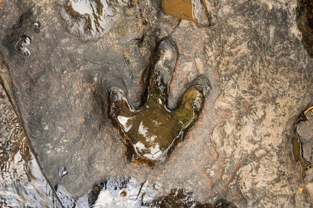 Orma del dinosauro sulla terra vicino a flusso a Phu Faek National Forest Park, Kalasin