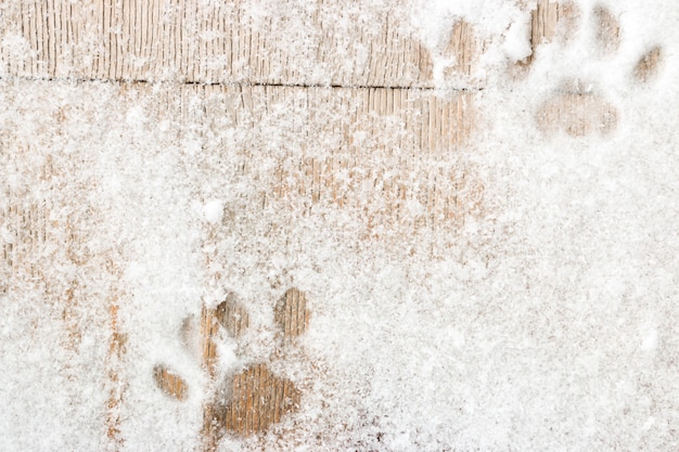 Orme di gatto sui precedenti di legno con neve