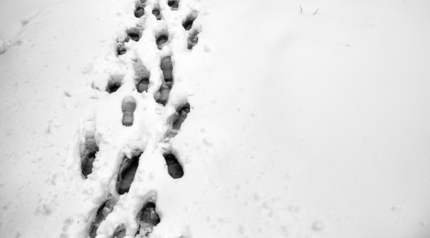 Orme nella neve. Orme sulla prima neve. Impronta di scarpe e impronte di animali e uccelli sulla neve.