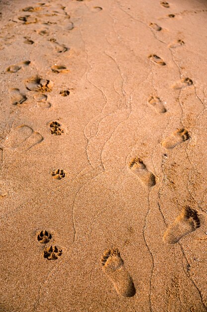 Orme sulla spiaggia di sabbia al mattino