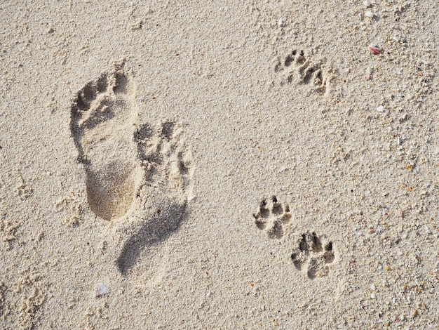 Orme umane e cane sulla spiaggia di sabbia