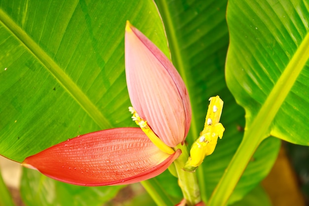 Ornamentale di banana