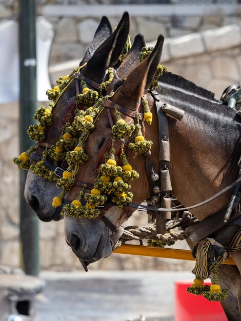 Ornamenti sulla testa dei muli di carrozza