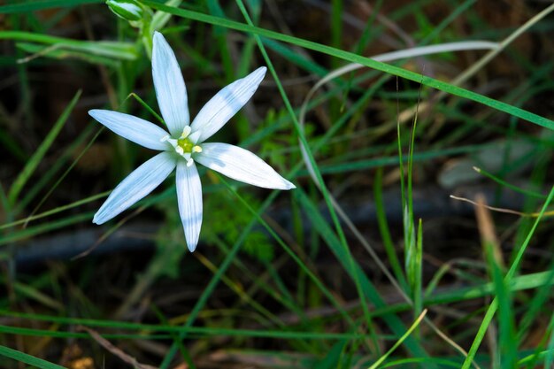 Ornithogalum umbellatum Fiori selvatici nel loro ambiente naturale