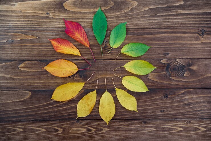 Orologio naturale da foglie d'autunno. Concetto di orologio. Transizione delle foglie di autunno da verde a rosso su fondo di legno
