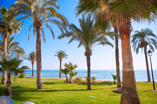 Oropesa de Mar nel giardino della palma di Castellon nel Mediterraneo