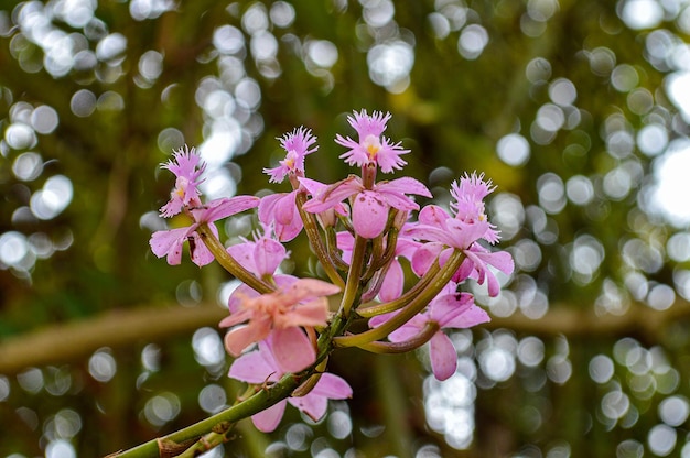 Orquideas de casa