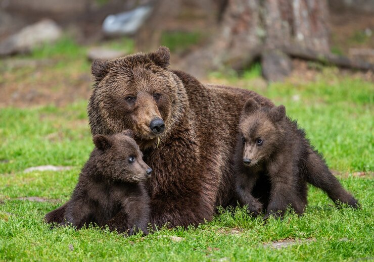 Orsa con cuccioli in una radura della foresta