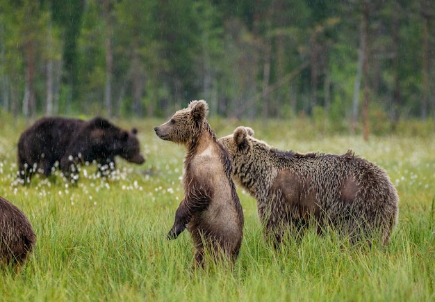 Orsa con cuccioli in una radura della foresta