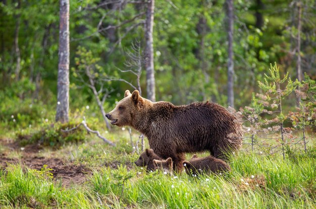 Orsa con cuccioli sulla riva di un lago nella foresta