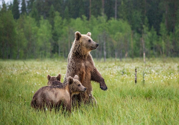 Orsa con cucciolo in una radura della foresta circondata da fiori bianchi